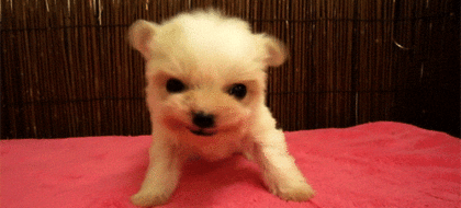 636628045271360759.gif