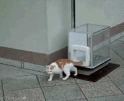 636637248137528559.gif